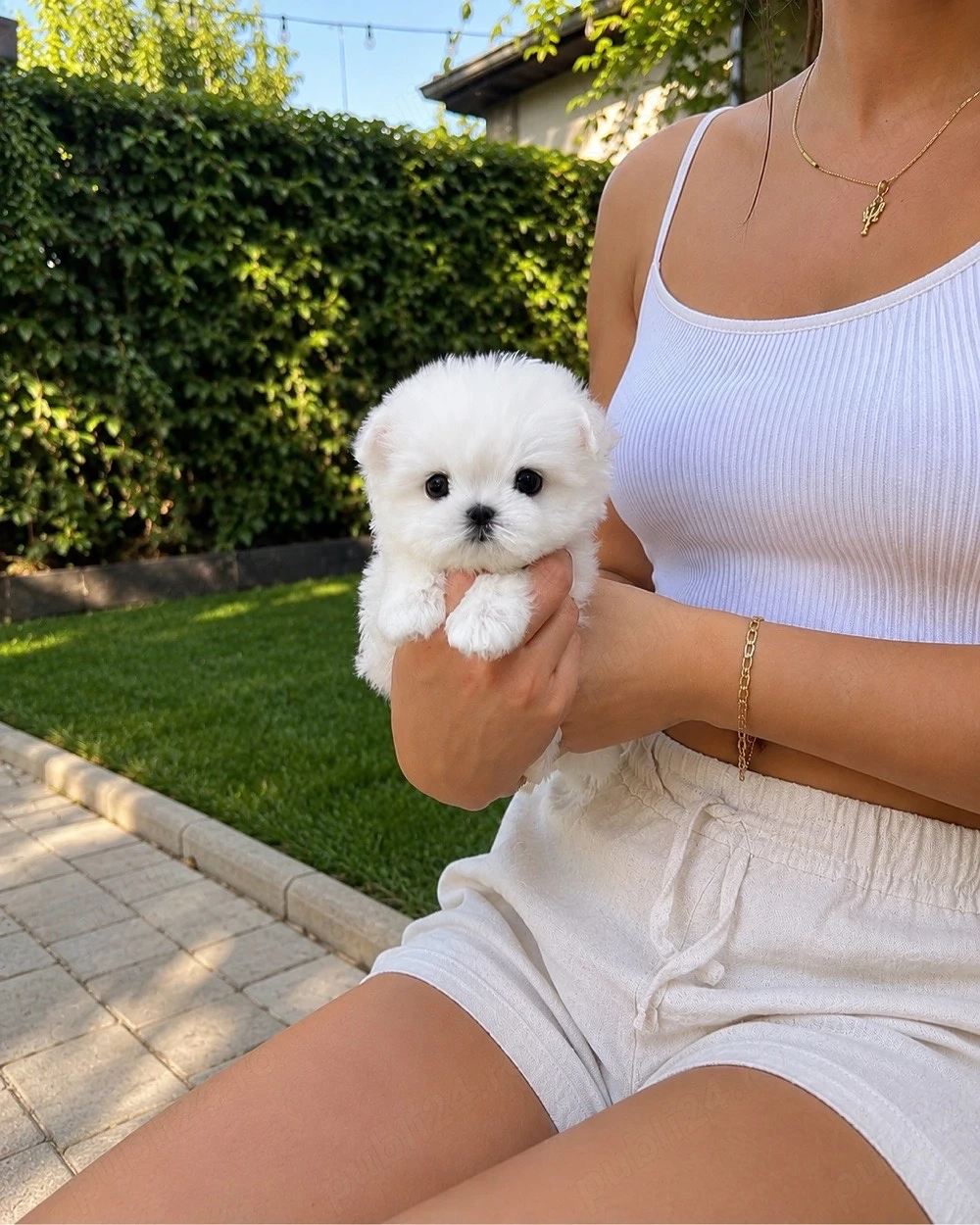 Bichon Maltez Mini Toy 