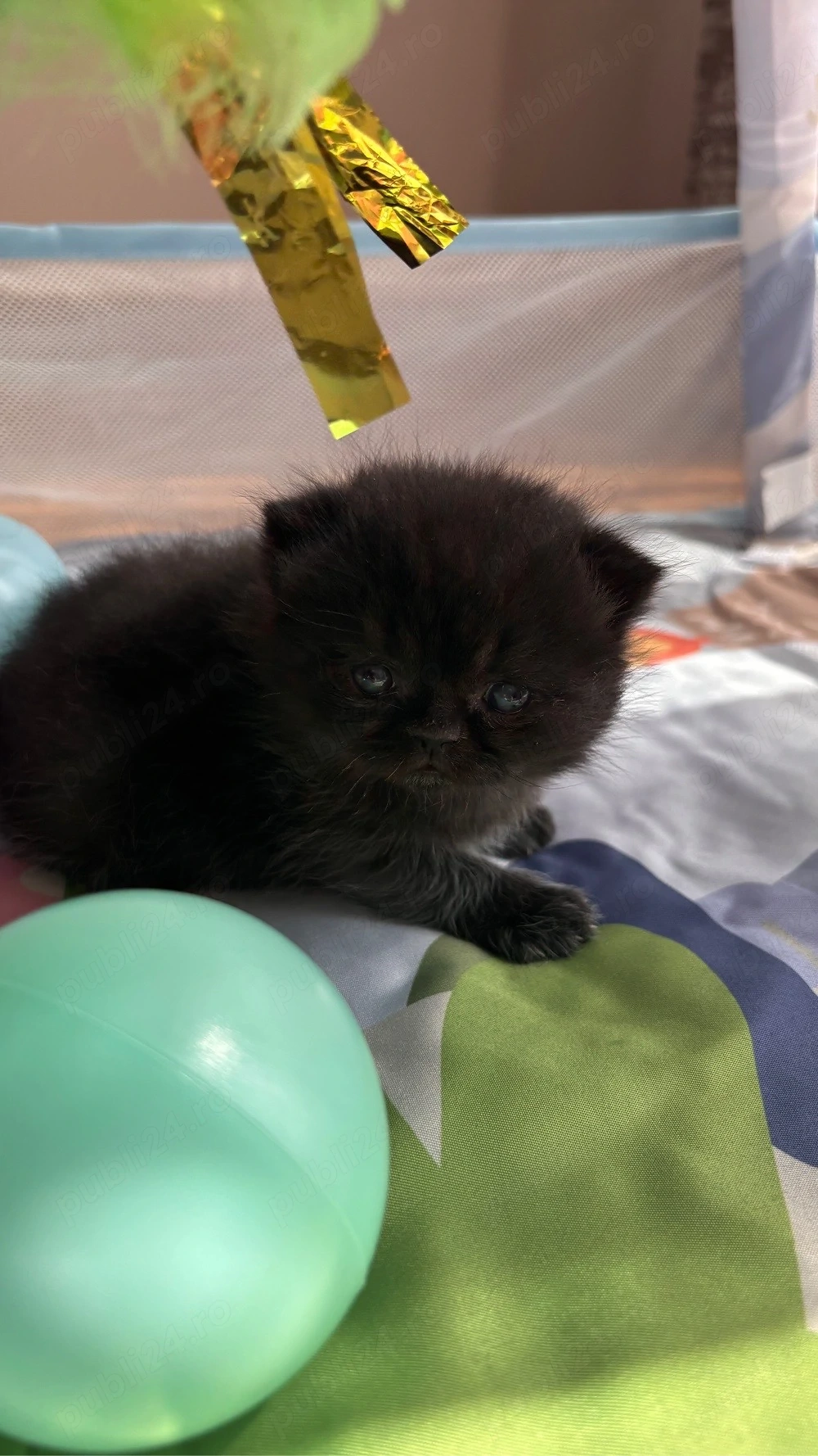 Motan british shorthair black