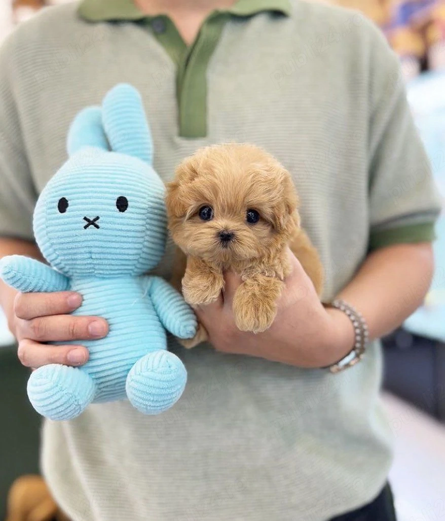 Maltipoo Pudel mini toy 