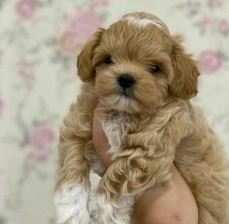 Maltipoo pudel mini red apricot 