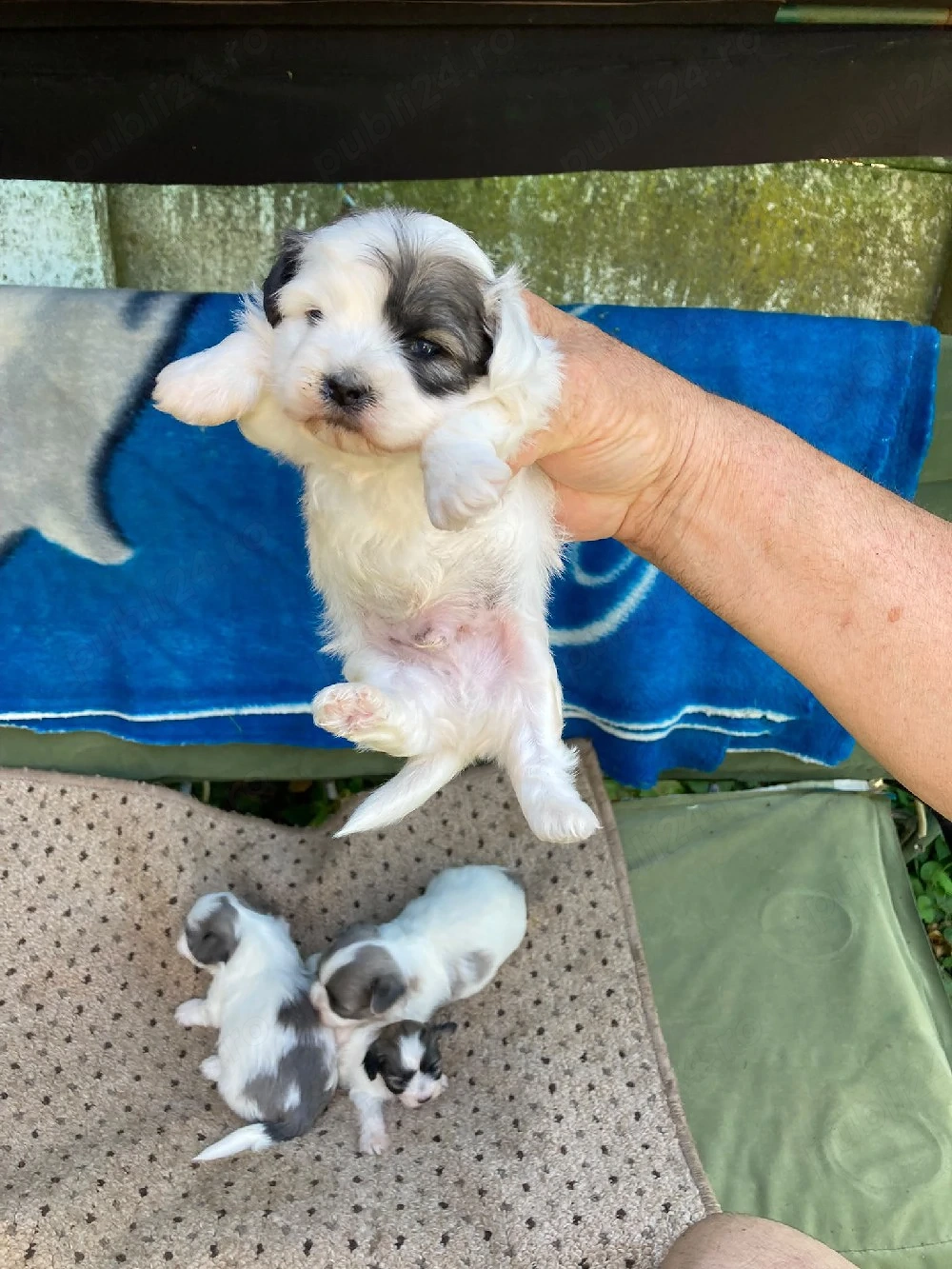 catei bichon havanez