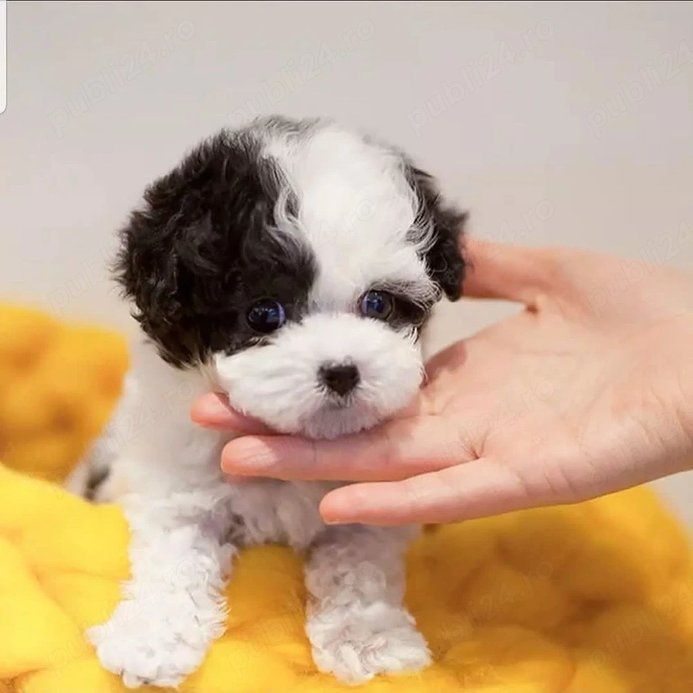 Bichon Havanez Mini Toy