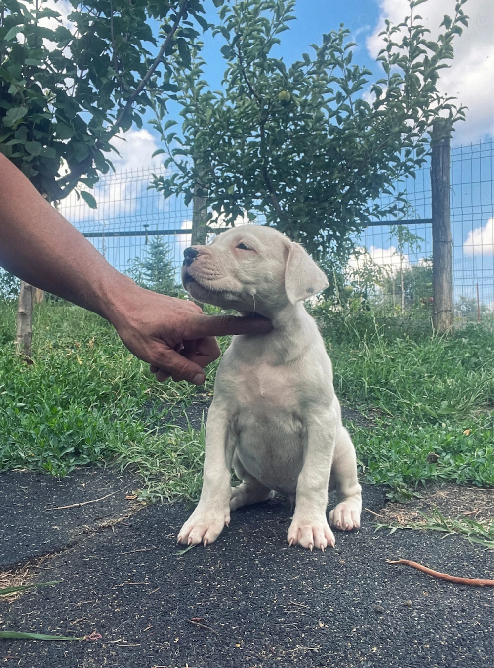 Dog Argentinian cu Pedigree