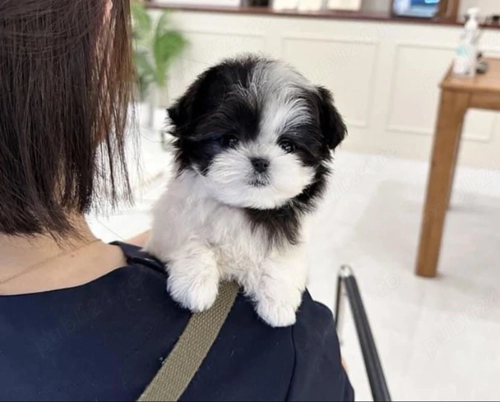Shih Tzu Mini Toy