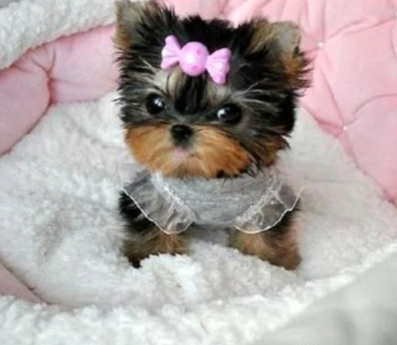 Yorkshire terrier talie mica 