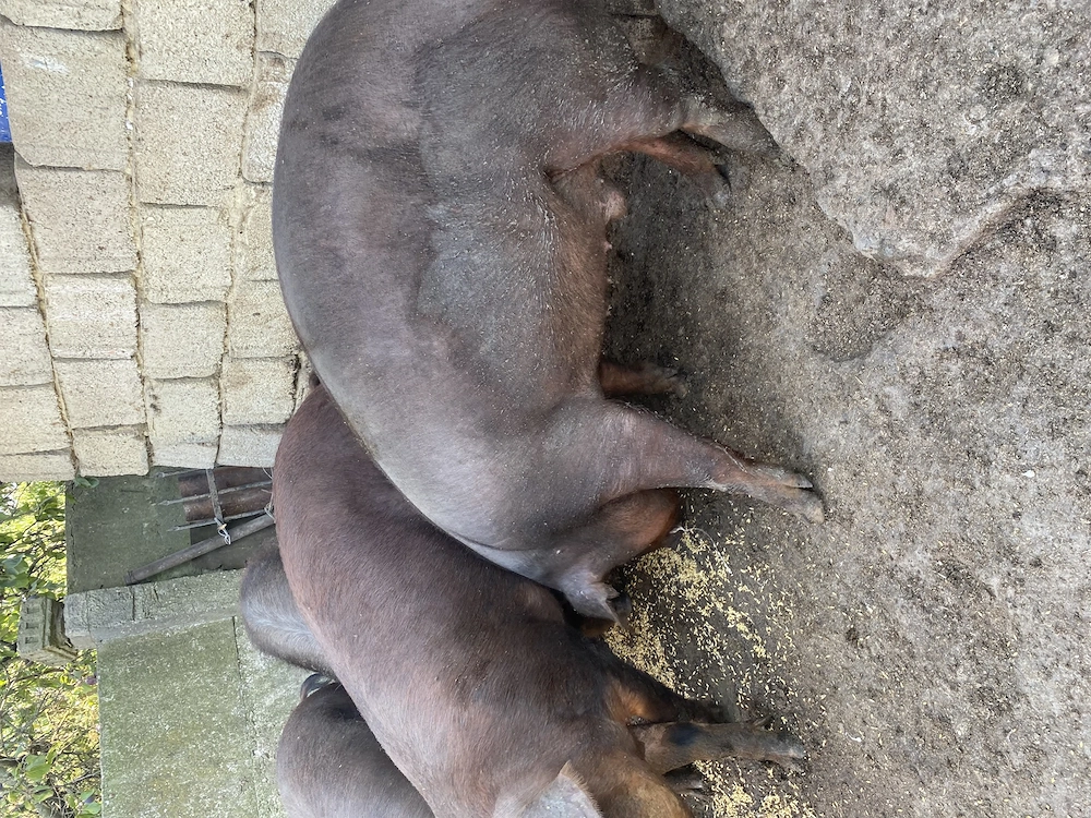 Porci de  vanzare(130-135 kg)