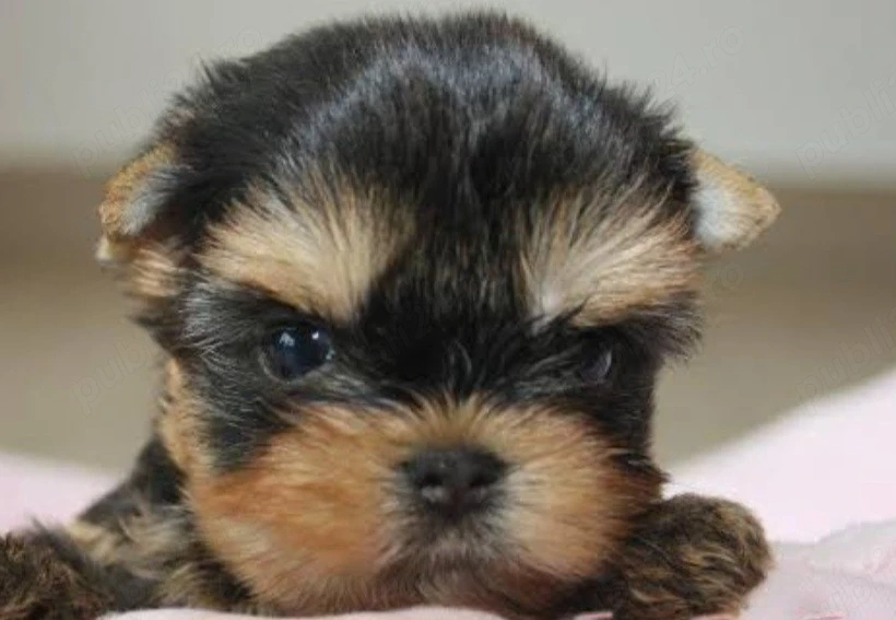 Yorkshire terrier talie mica 
