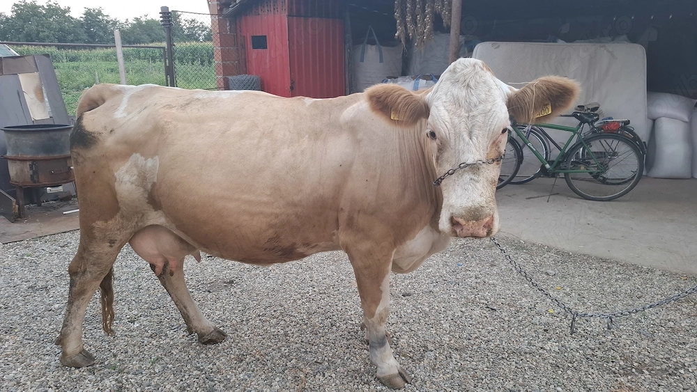 Vând vaca bună de lapte ,la prima fătare și este montată 