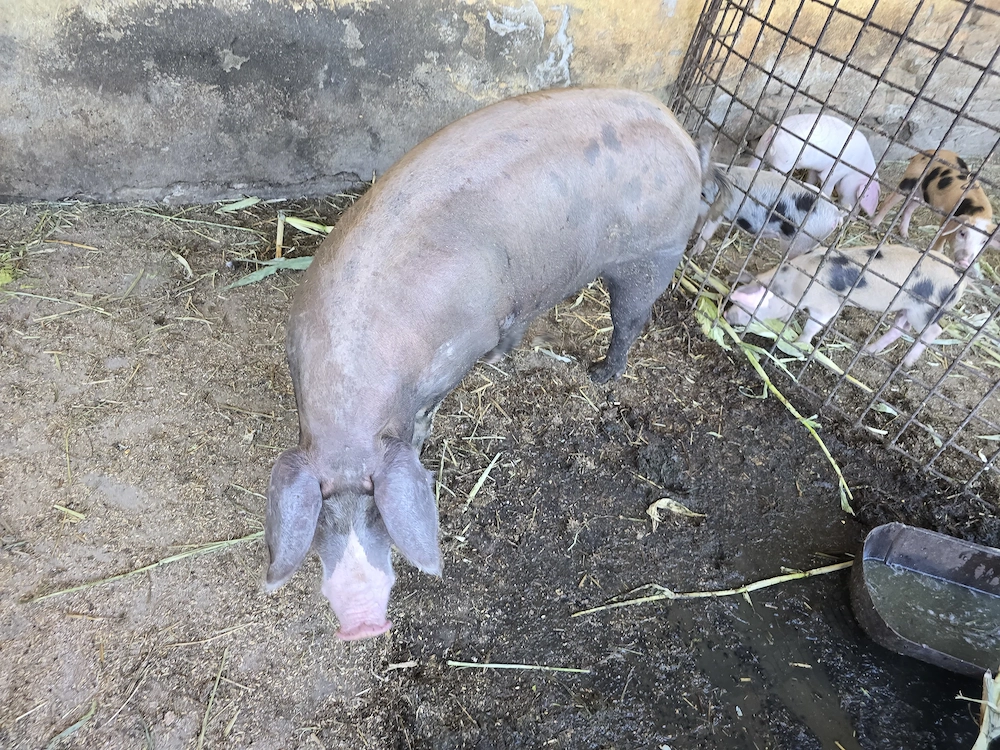 Se vinde porc 140 kg natural