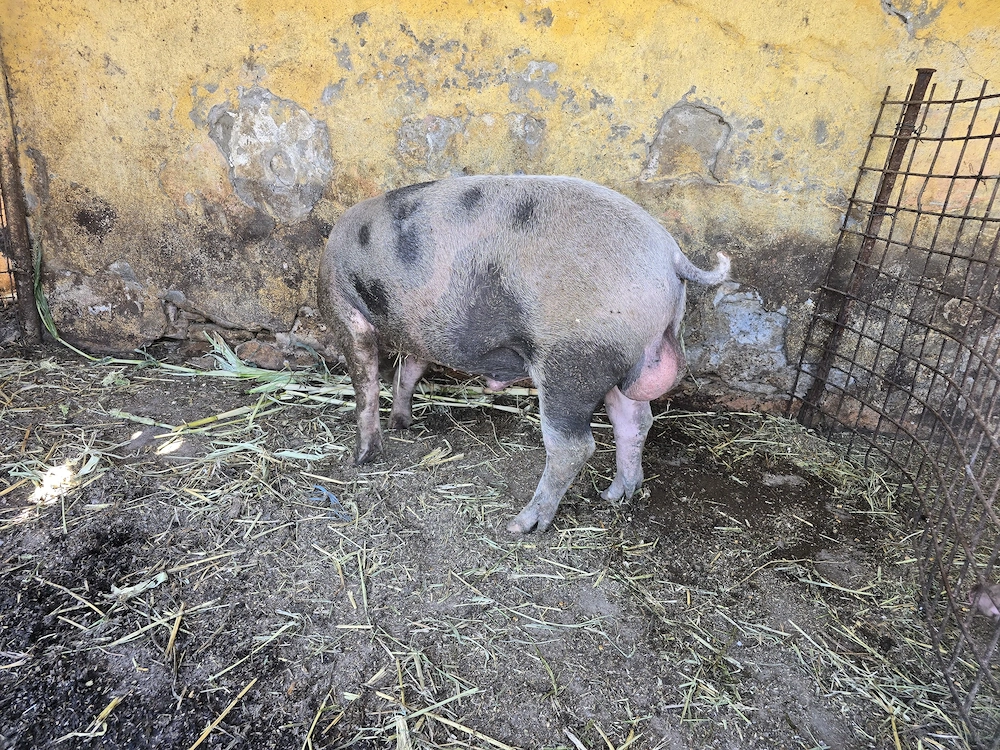 Vand vier din rasa Pietran
