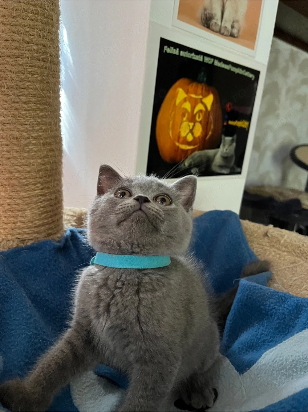 British shorthair blue 
