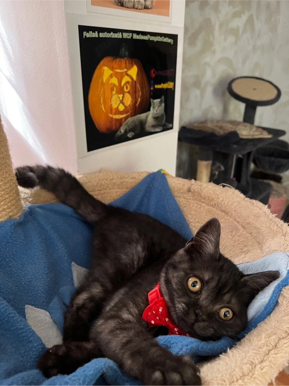 british shorthair black tabby
