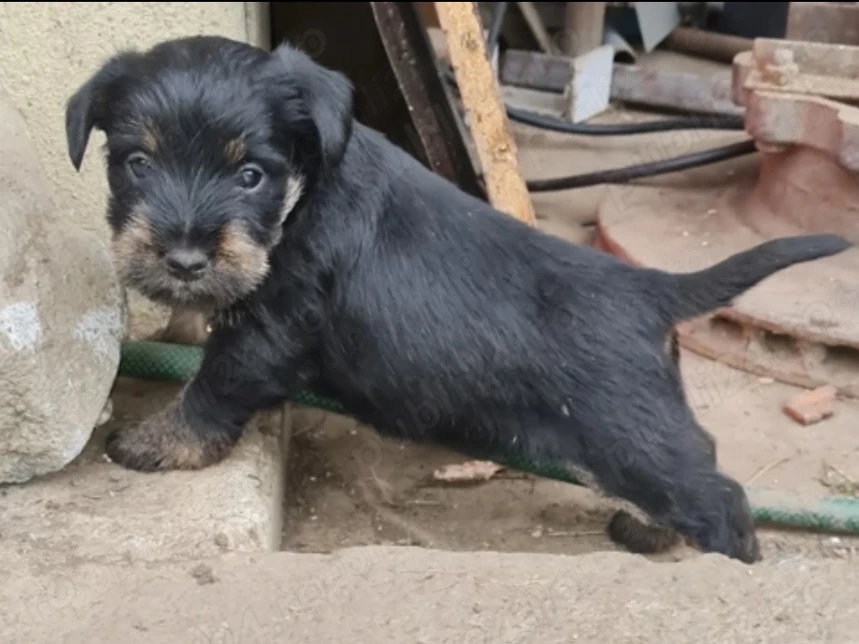 Pui Schnauzer pitic
