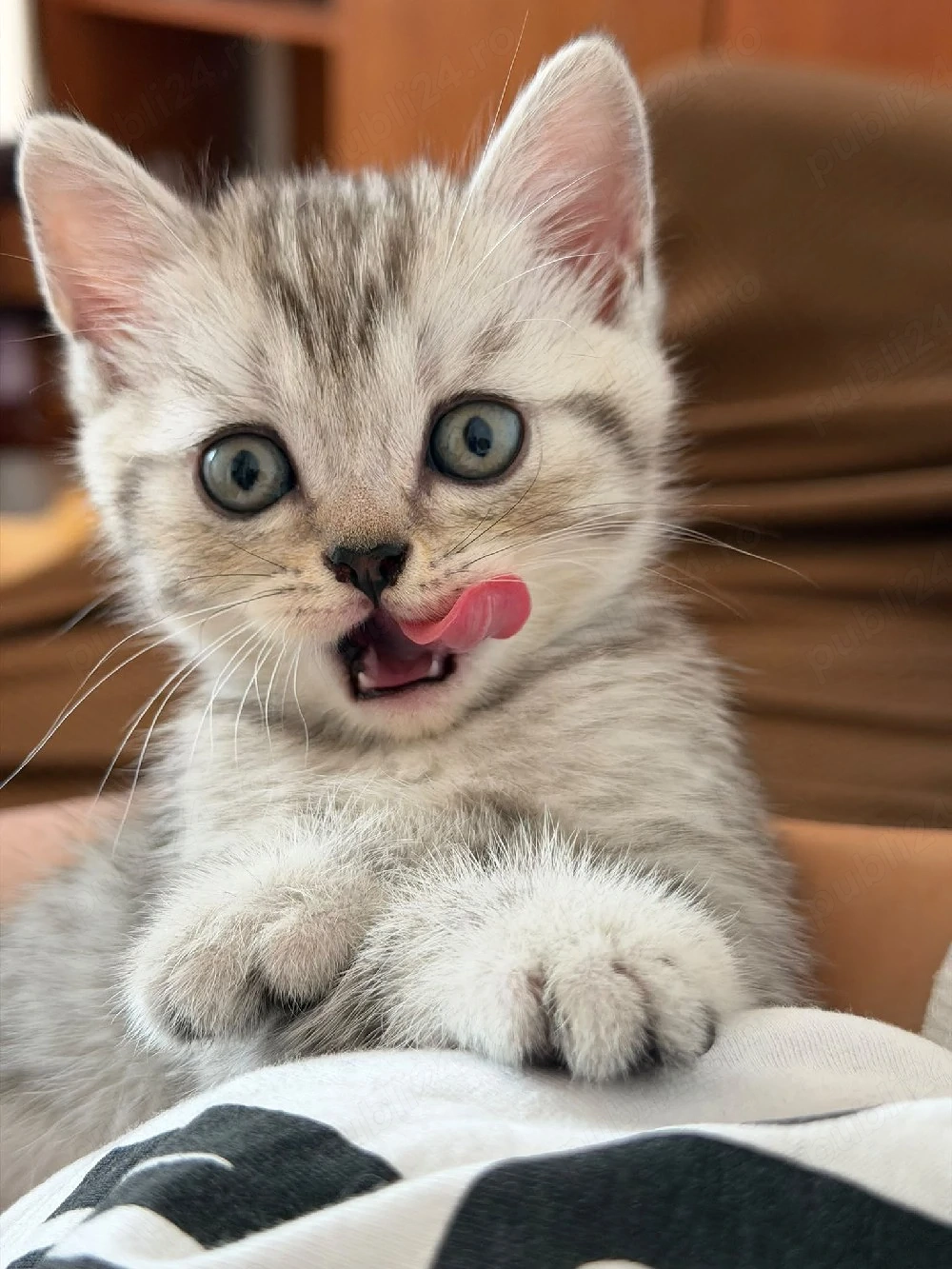 Pui Scottish Fold & Scottish Straight își caută o nouă căsuță! 