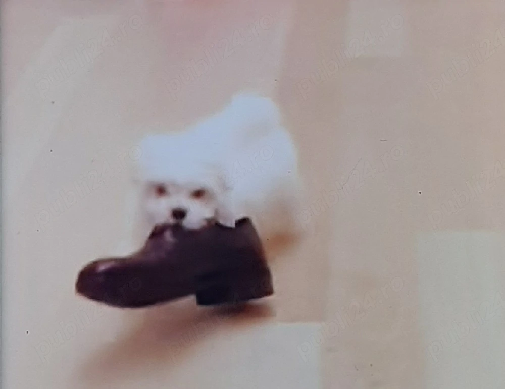 Bichon maltez miny toy