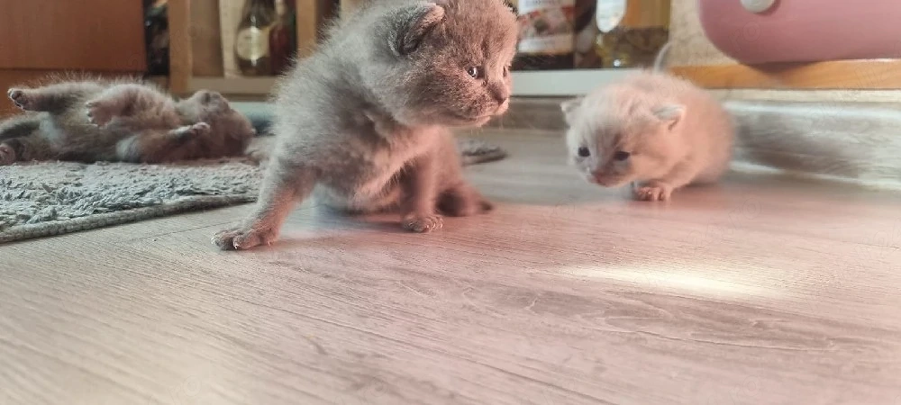 Pui British Shorthair