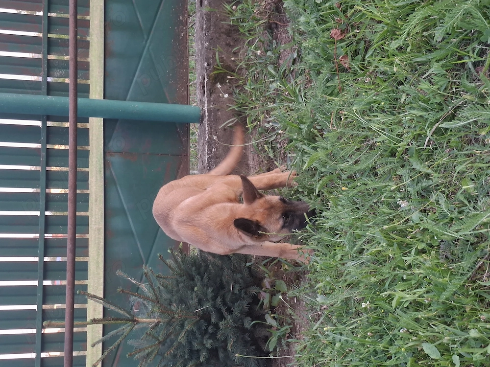 Femela Malinois