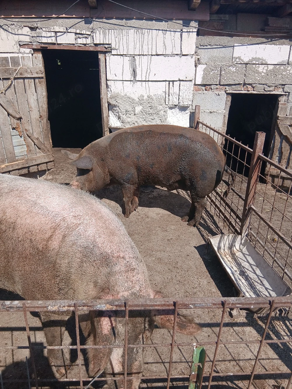 vindem porci pentru  sacrificat 