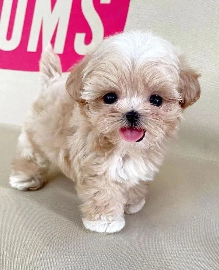 maltipoo mini toy