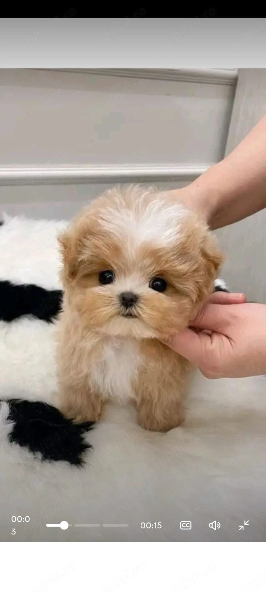 maltipoo mini toy apricot 