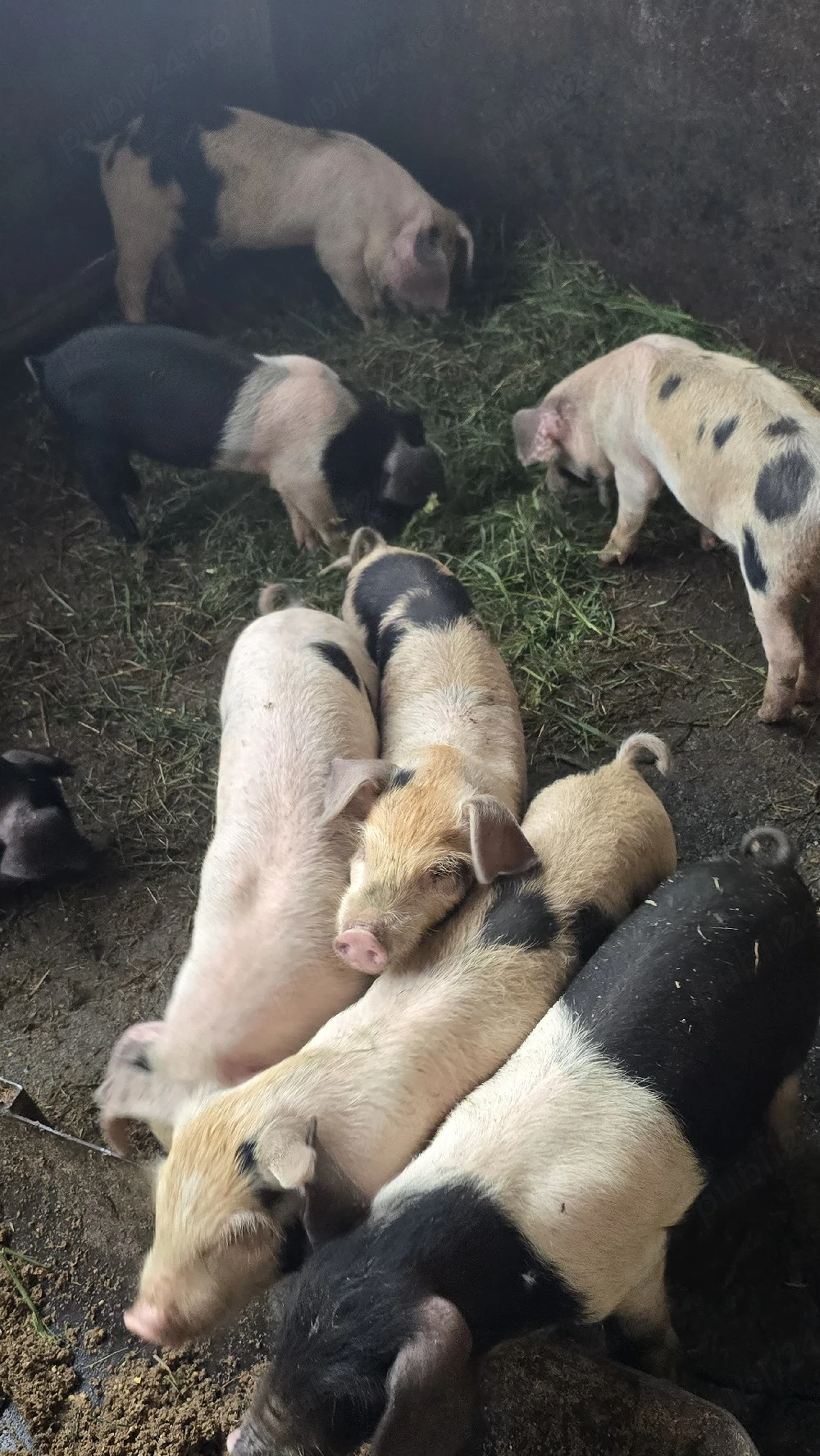 Purcei de 8 saptamani