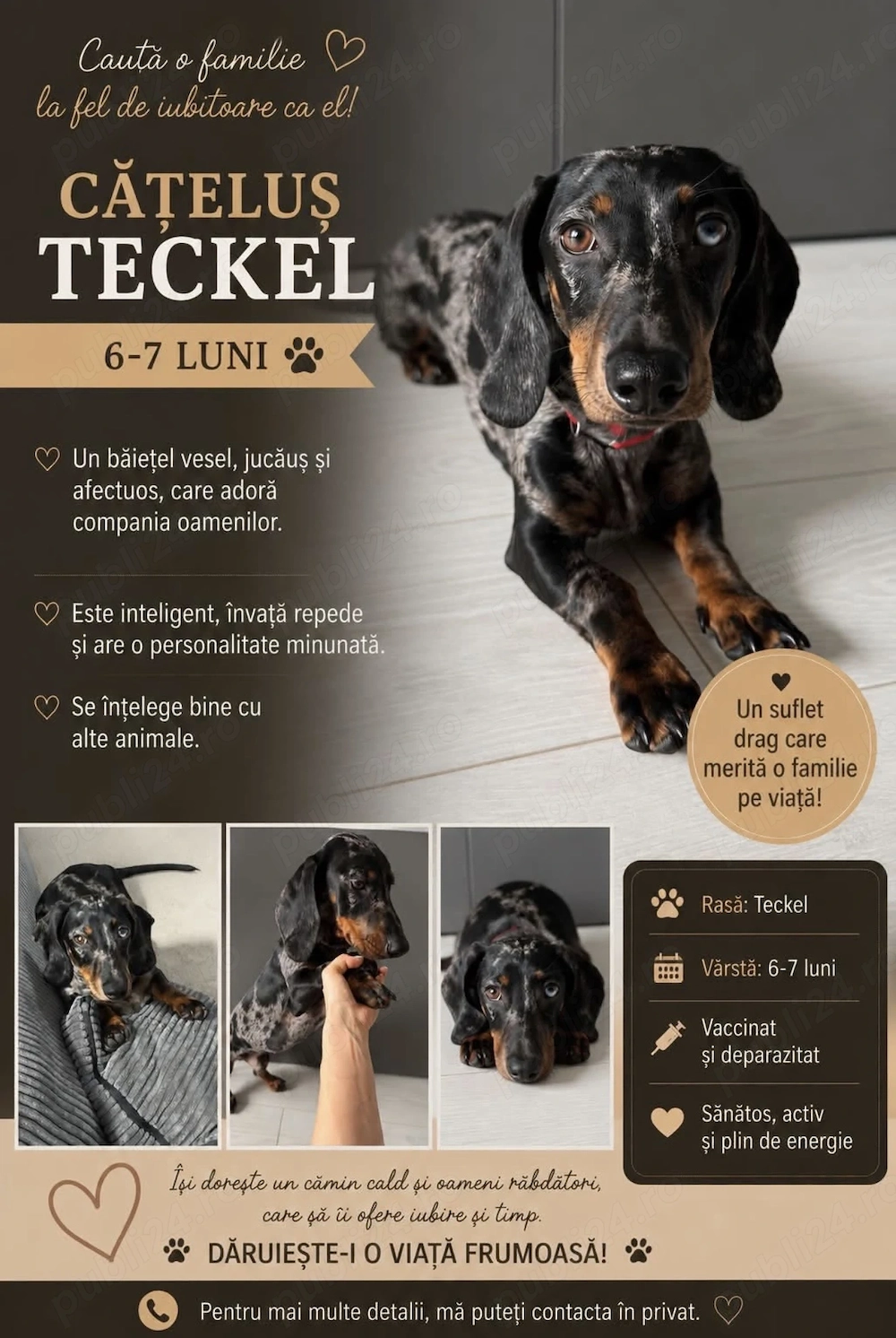 Donăm teckel 7 luni arlechin , rasa pură 