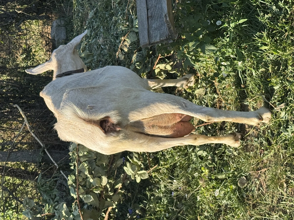 Capra sannen bună de lapte pe probs