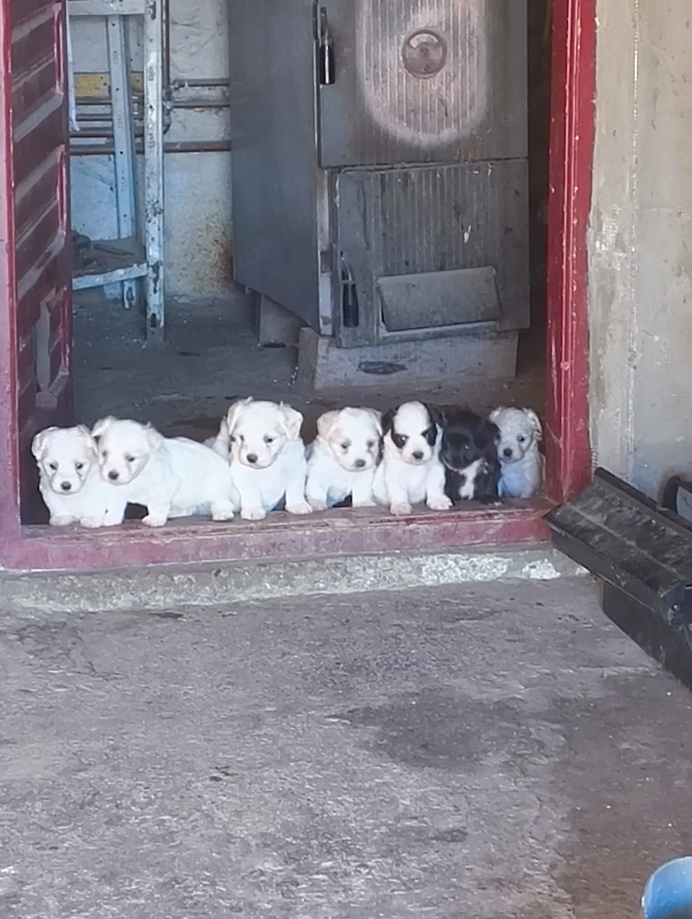 Bichon maltez, pentru cei interesați nu ezitați a suna 