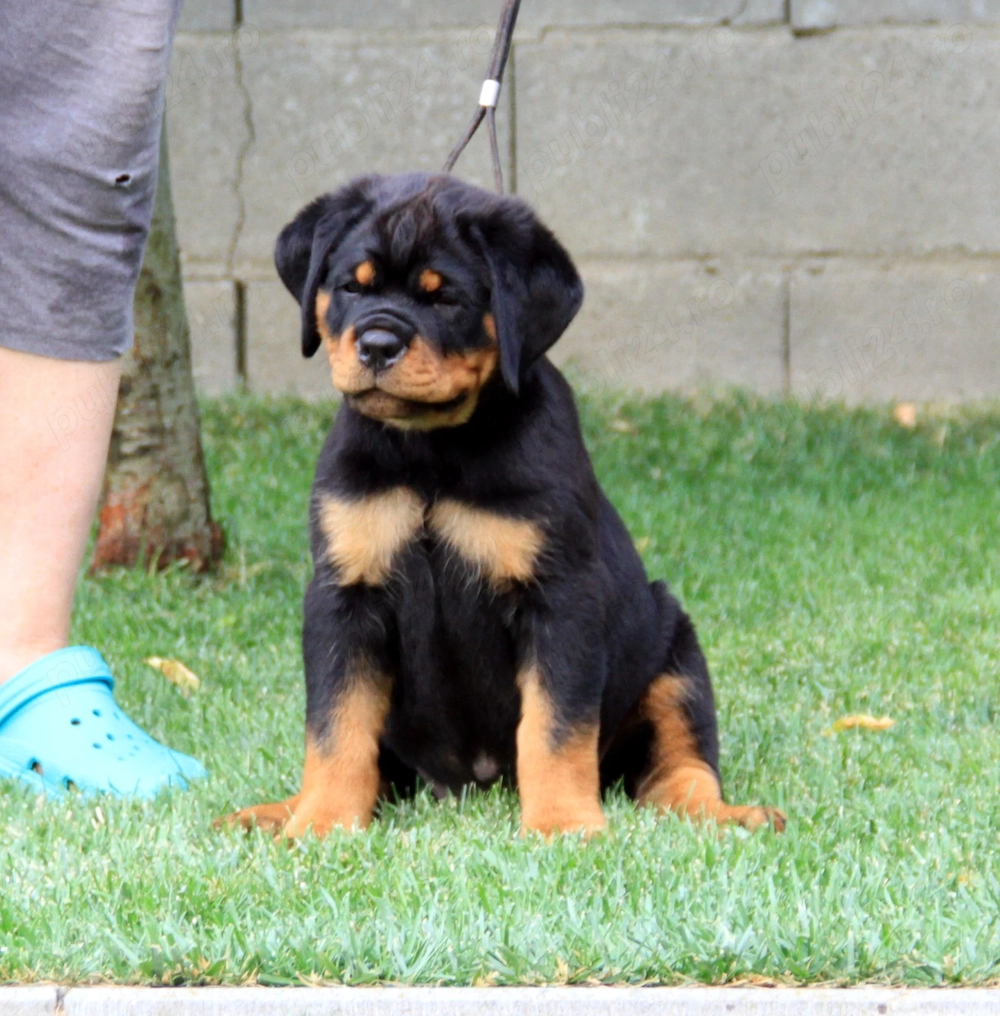 Femela rottweiler 2 luni calitate si genetica deosebita