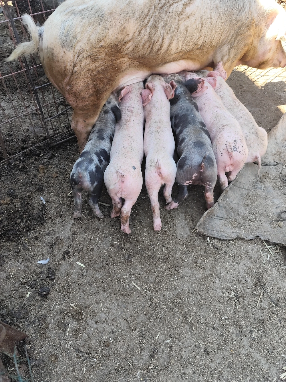 Purcei de 6 săptămâni 