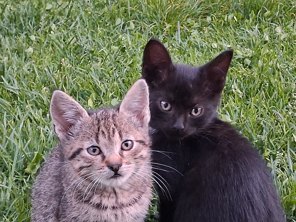 Luna&Negruta &Biscu