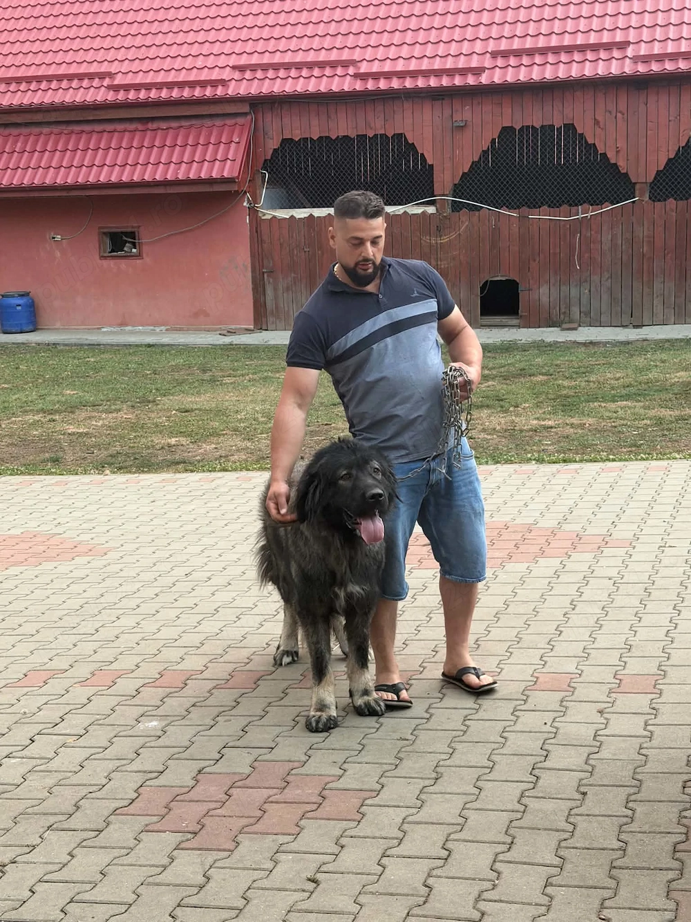 2 masculi Caucasian de un 1 an si 2.5 ani