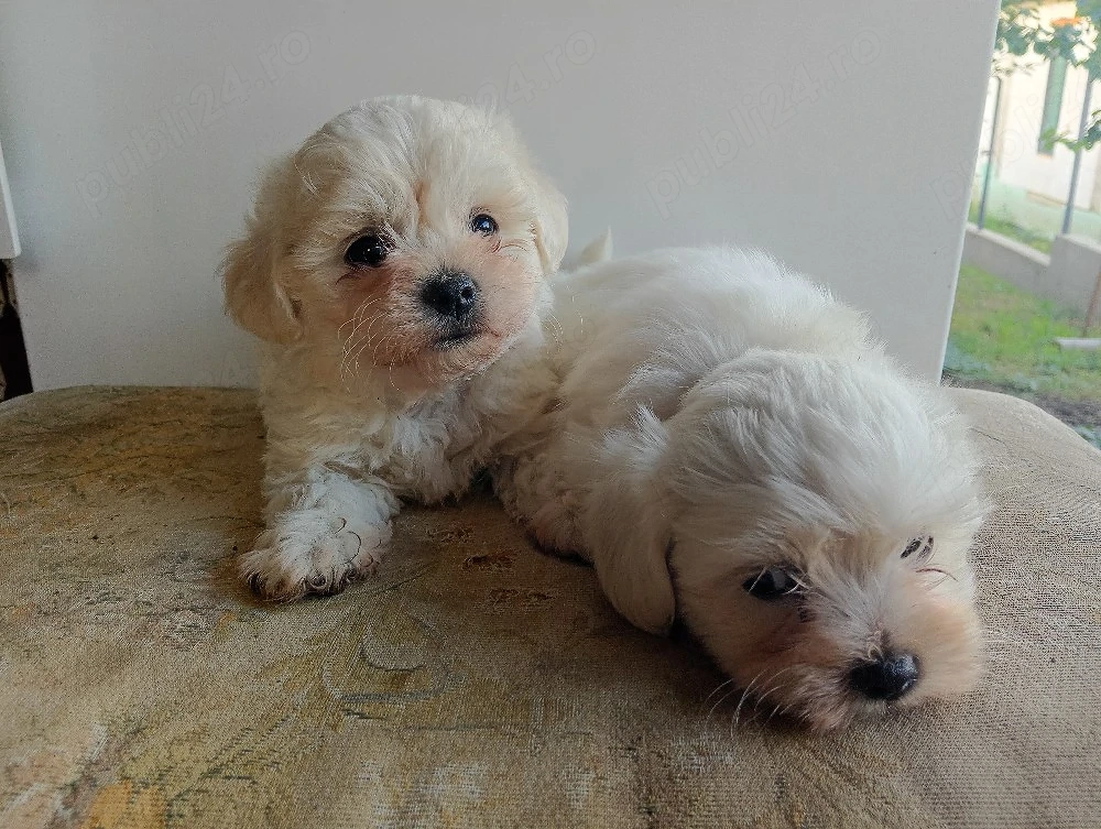 Bichon mini toy