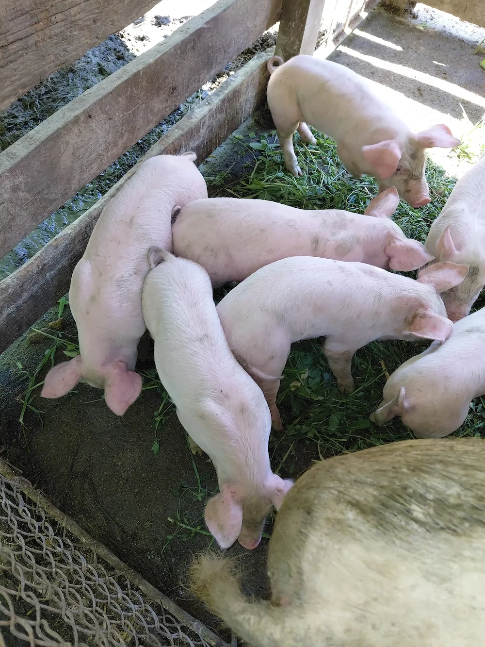 Vând purcei de 6 săptămâni 