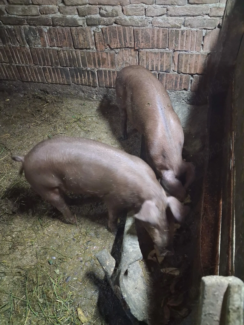 Purcei de vânzare 