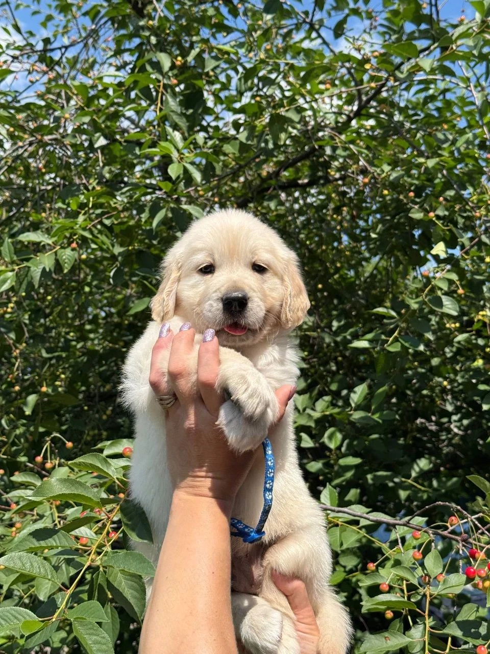 Golden retriever băieței și fetițe