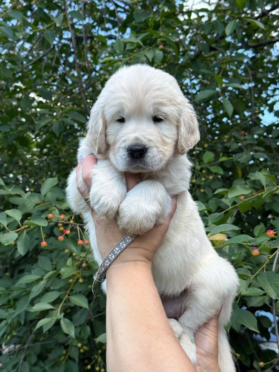 Golden retriever pui superbi