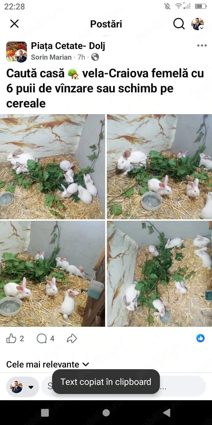 Iepuri femelă cu puii