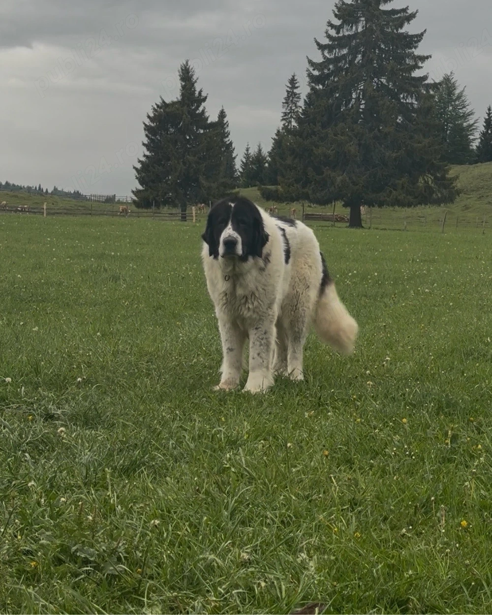 Femela ciobanesc de bucovina 