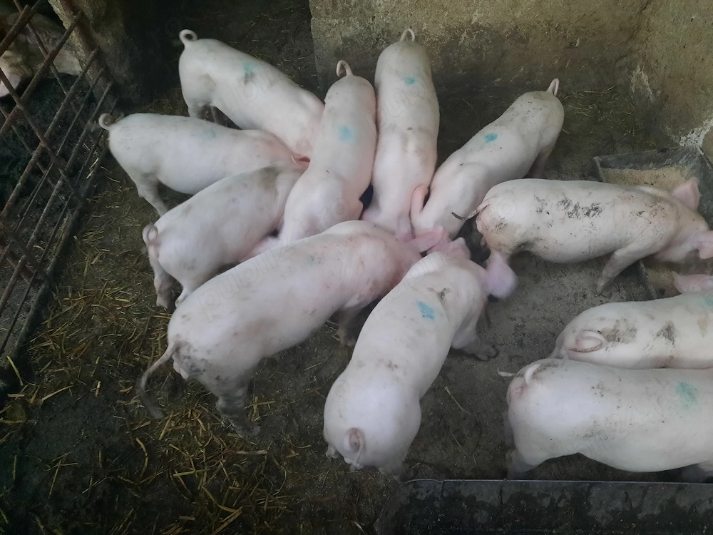 Vând purcei  de doua luni