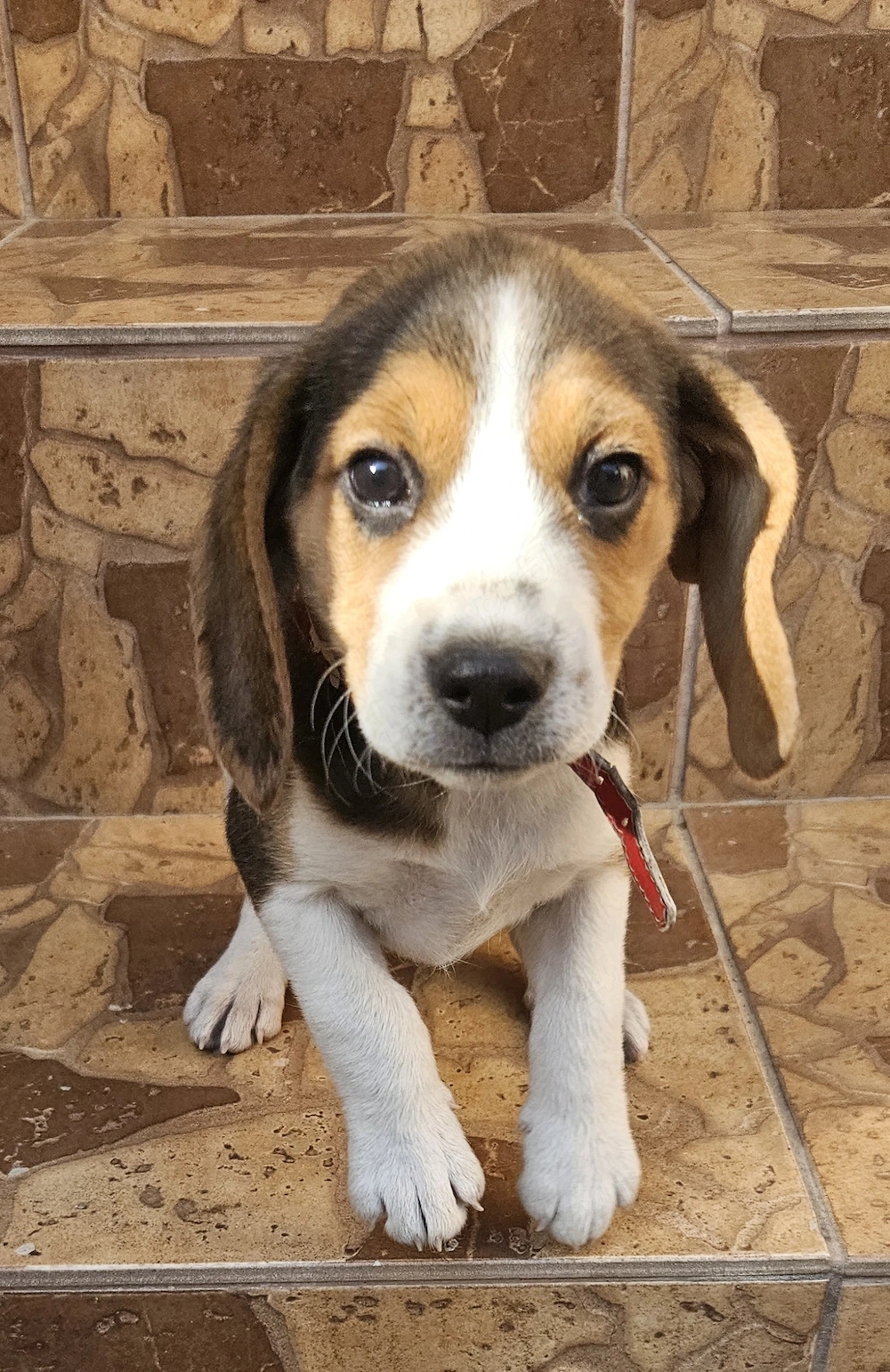Vand Beagle tricolor fetita