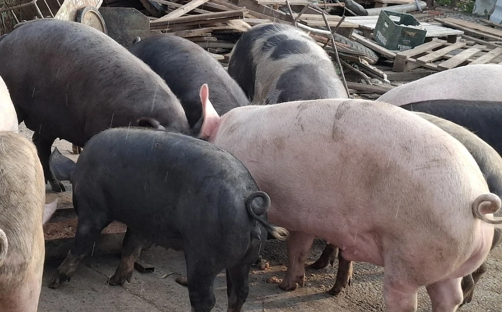 Vand porci de casa curte