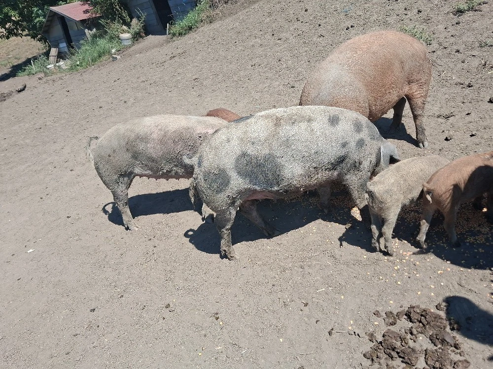 porci pt sacrificat 