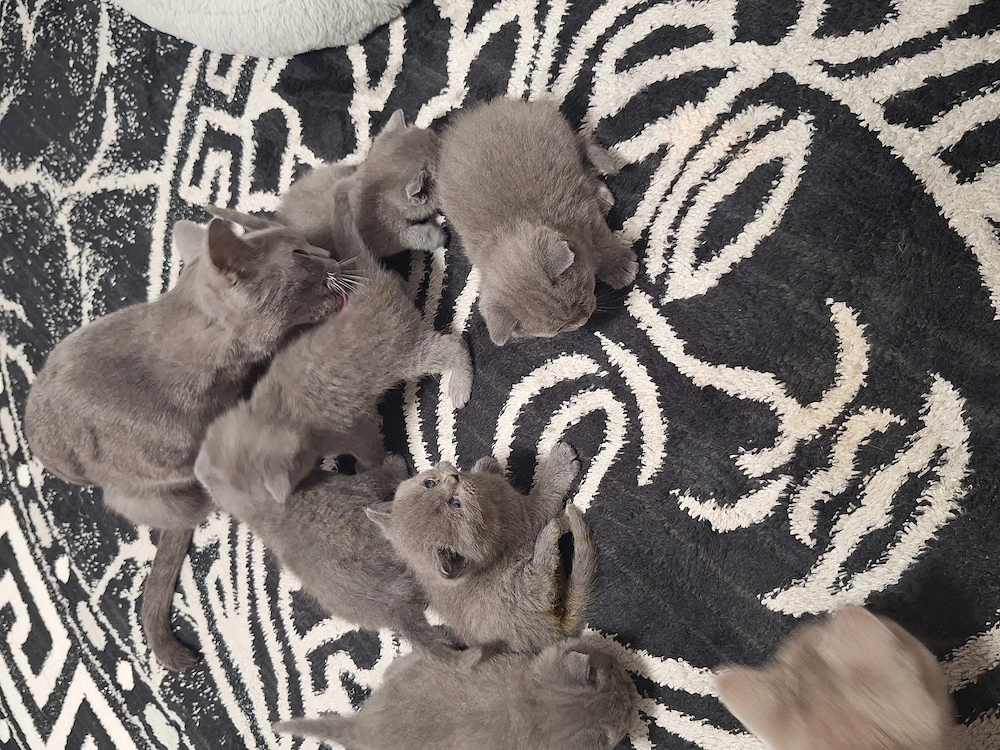Pui British Shorthair Disponibili petru rezervare