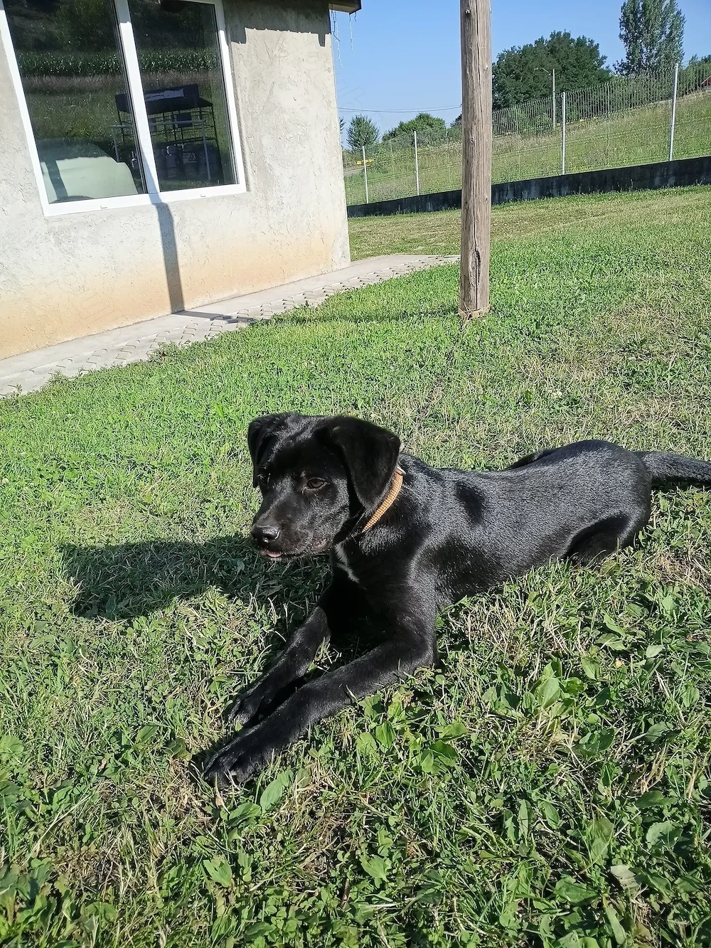 Cățel cane corso 
