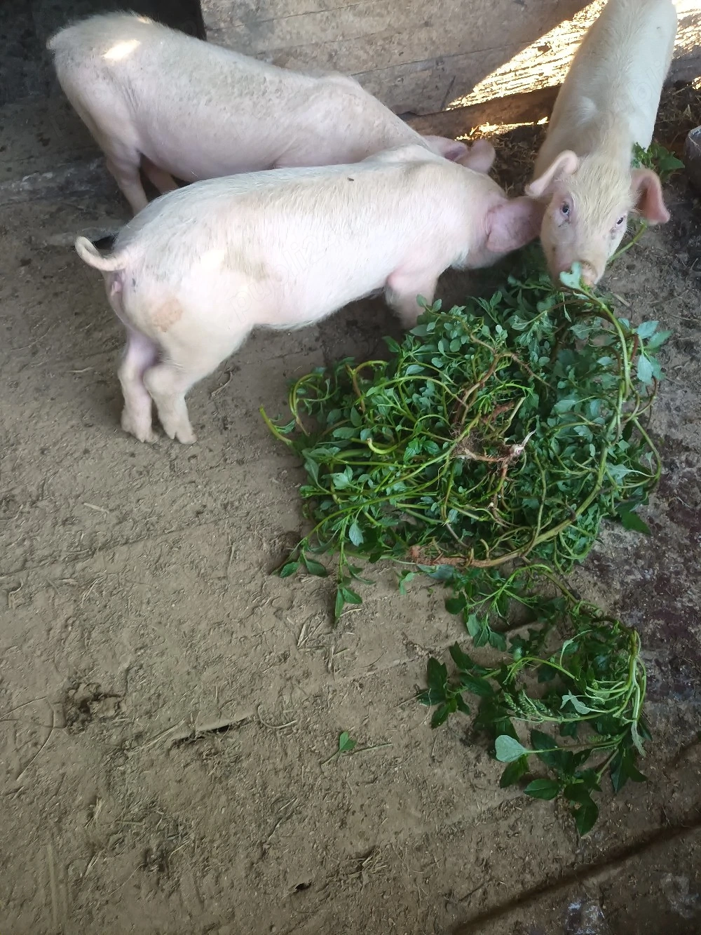 purcei landrace