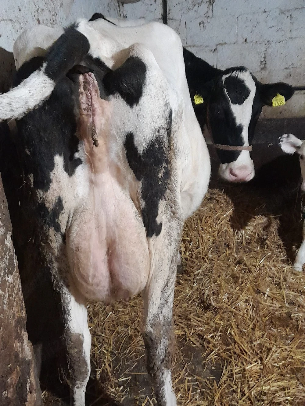 Vând Vacă Rasa Holstein Friz 