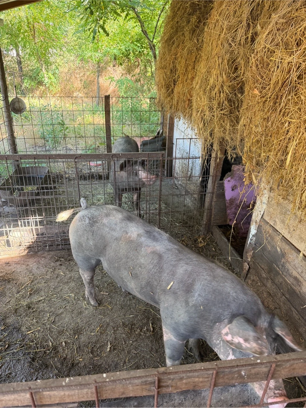 Porci Pietran