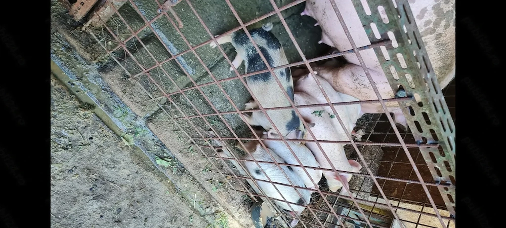 Purceii de vânzare 