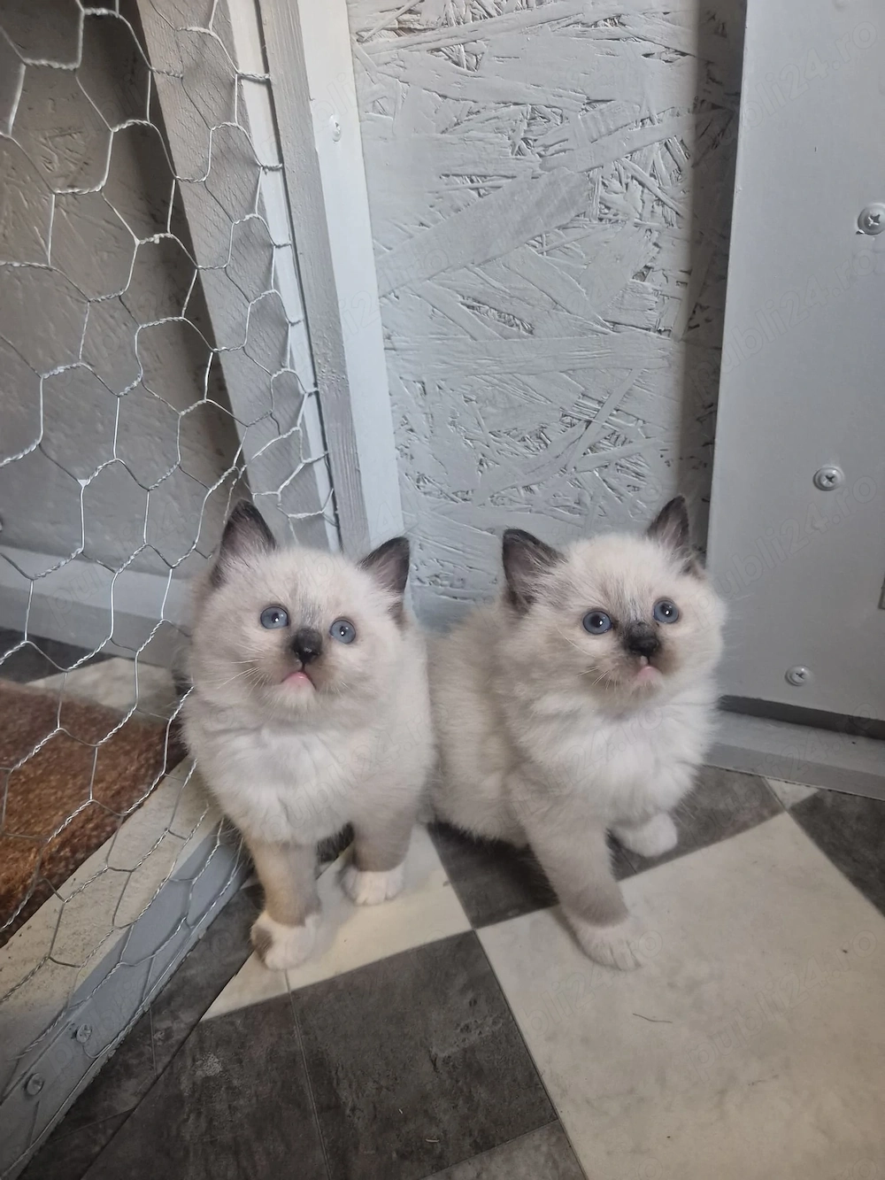 Ragdoll Colorpoint jucăuși